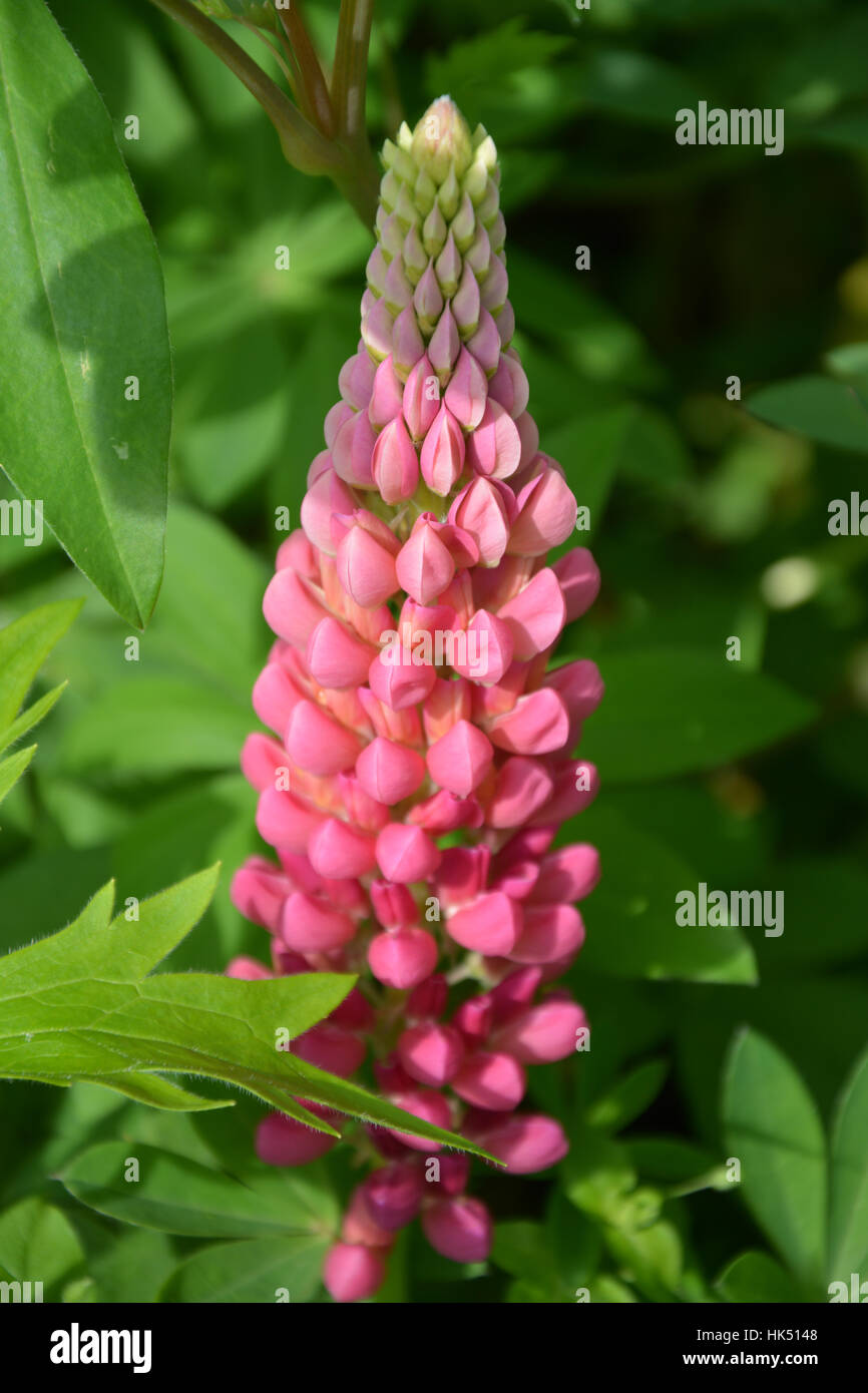 flower, plant, bloom, blossom, flourish, flourishing, lupin, petals, pink, Stock Photo