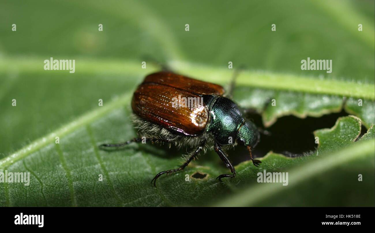 scarabaeidae gartenlaubkäfer Stock Photo
