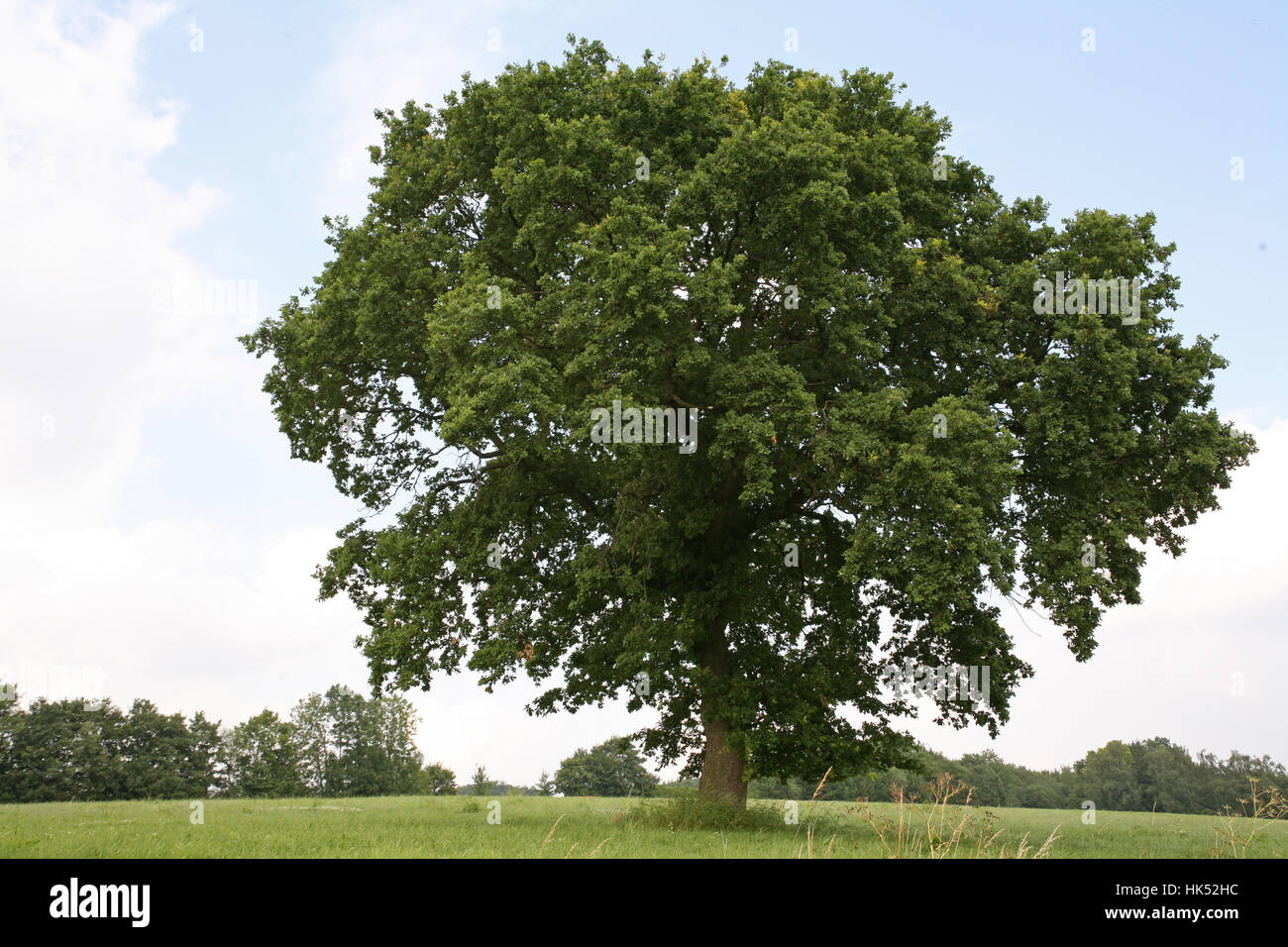 tree, deciduous tree, summer, summerly, oak, seasons, season, big, large, Stock Photo