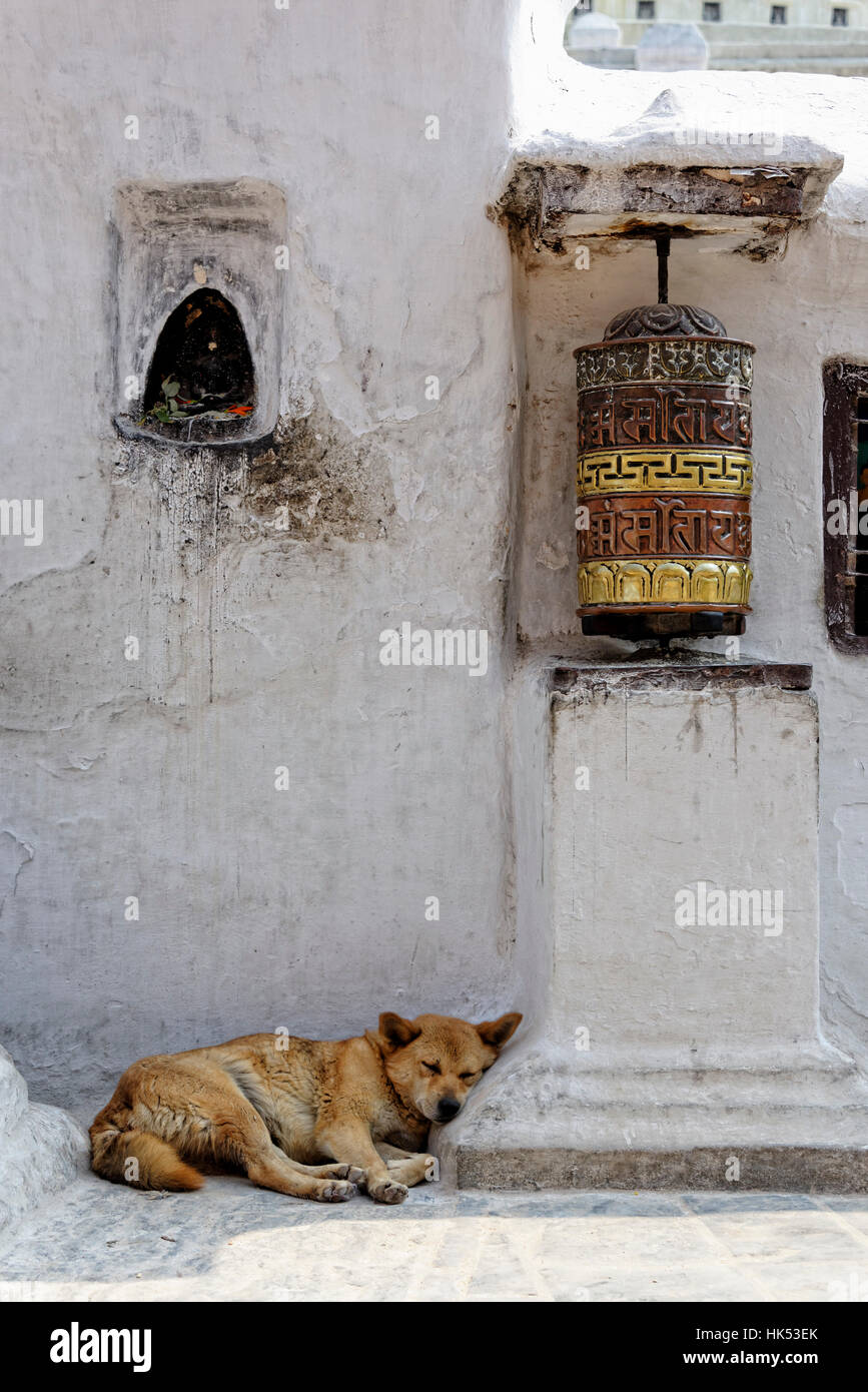 wheel, asia, dog, nepal, prayer, buddhist, buddhism, object, religion