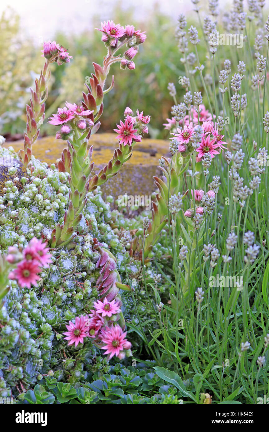 lavender, rockery, blue, garden, green, flower, flowers, plant, blossoms, wall, Stock Photo