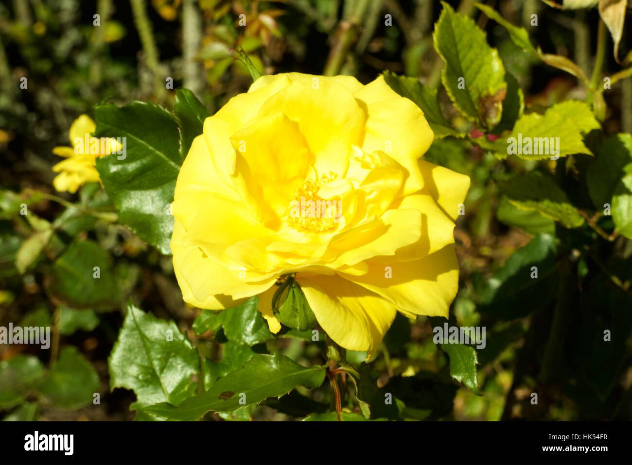 Australian Flowers Stock Photo