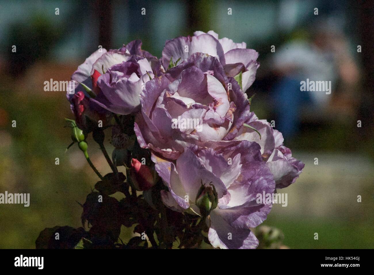 Australian native flowers hi-res stock photography and images - Alamy