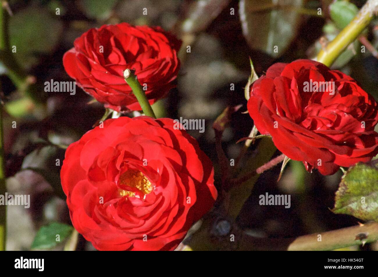 Australian Flowers Stock Photo