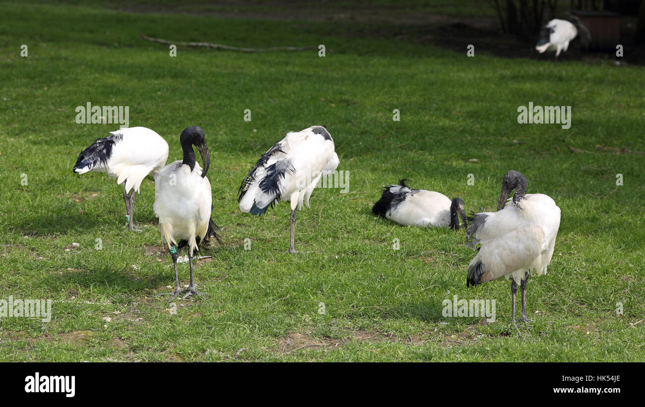 bird, africa, zoo, wildlife, captivity, ibis, group, african sacred ibis, Stock Photo