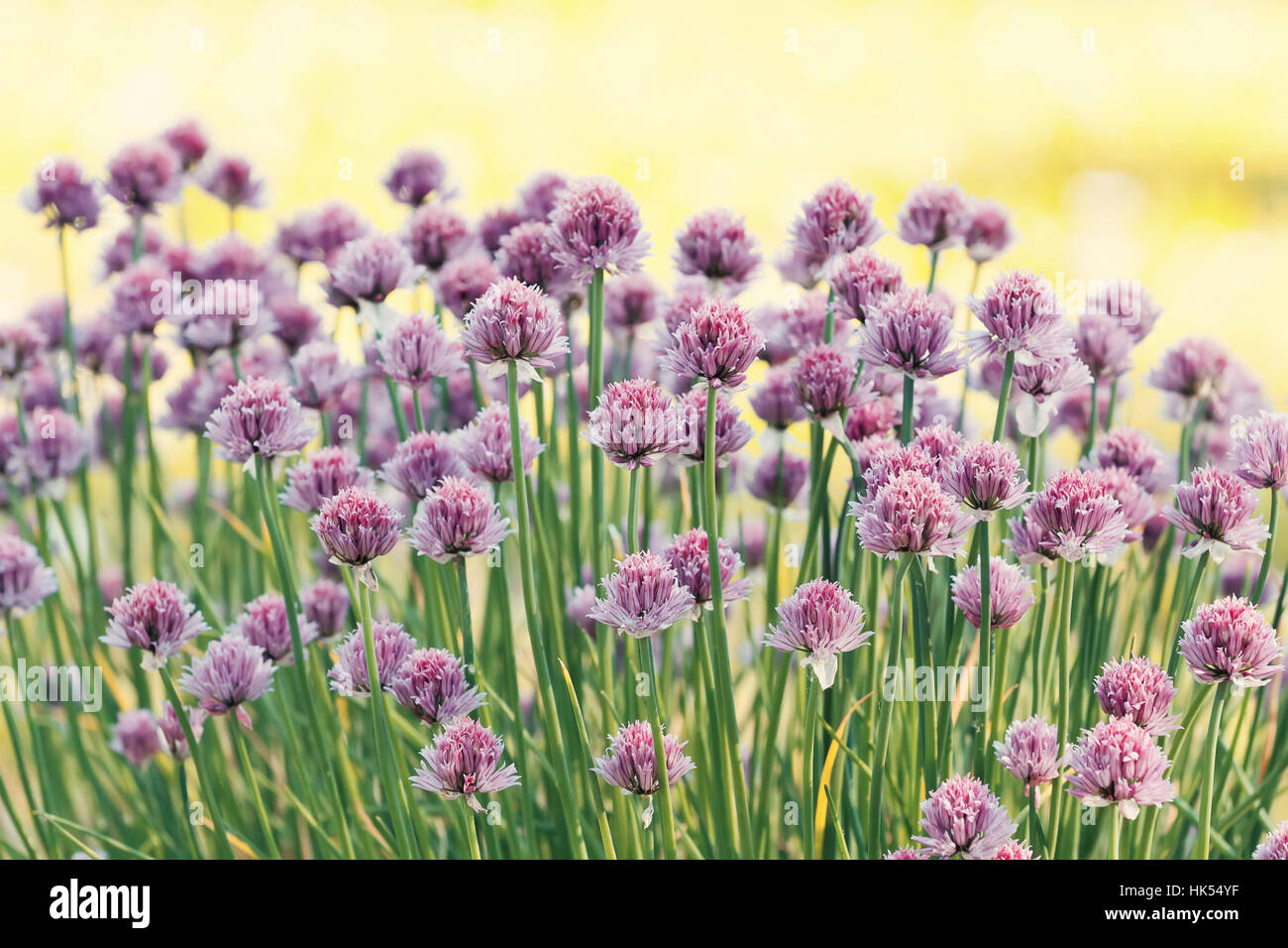 flower, flowers, plant, herb, backdrop, background, chives, chive, food