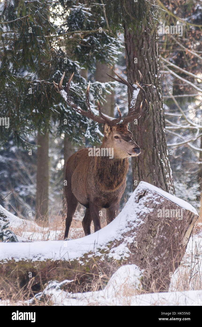 Male red deer (Cervus elaphus) in a snowy wintery forest. Männlicher Rothirsch im winterlich verschneiten Wald. Stock Photo