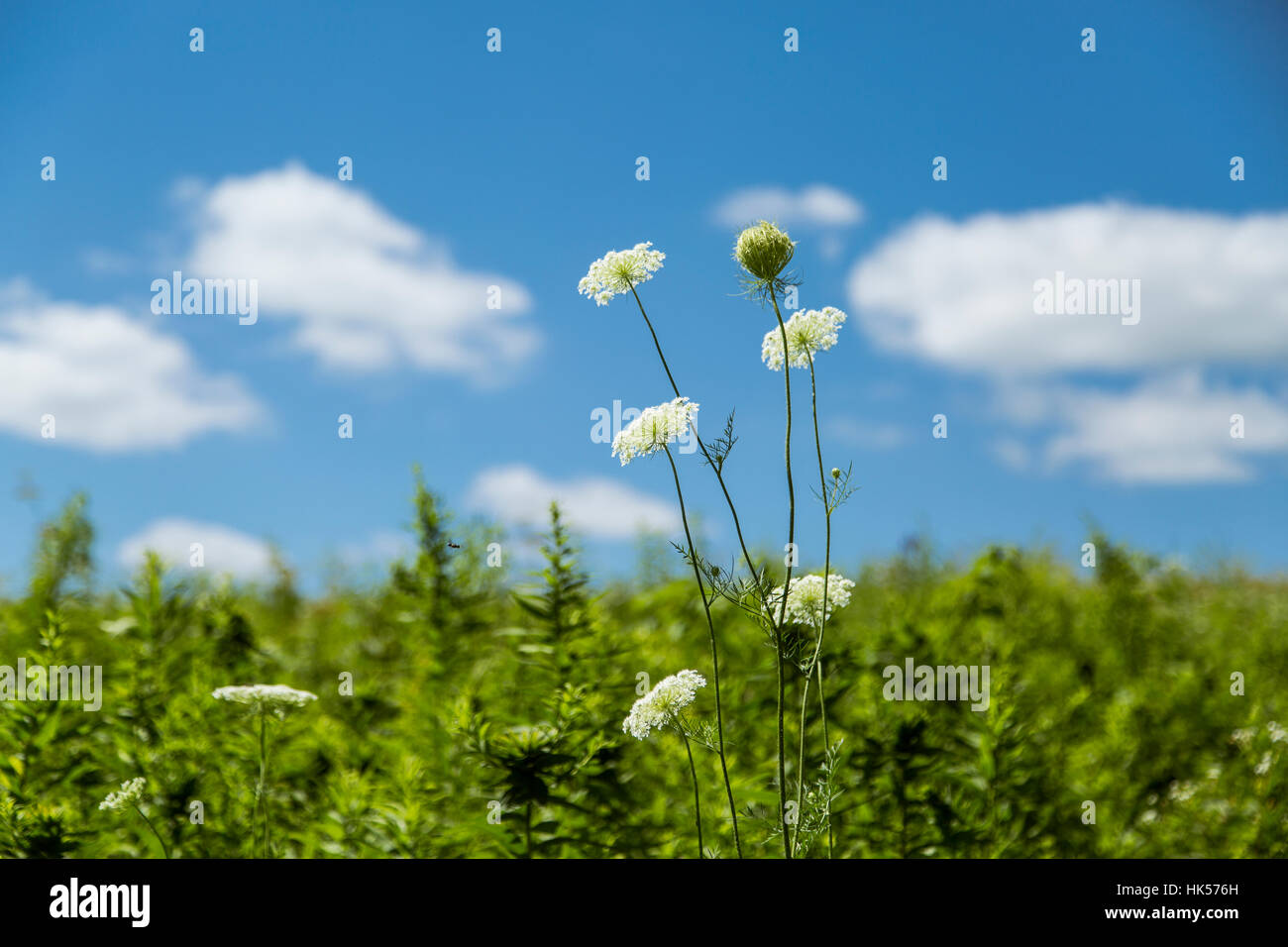 a landscape with a green meadow, blue sky, white flowers, and puffy white clouds in the summer Stock Photo