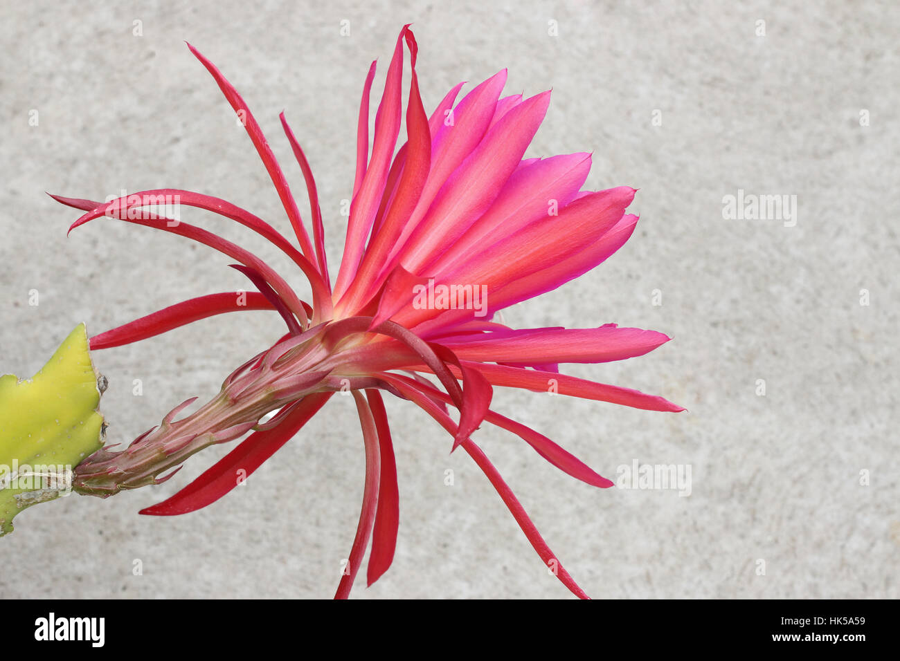 Bright pink or red Epiphyllum or known as Orchid cactus Stock Photo