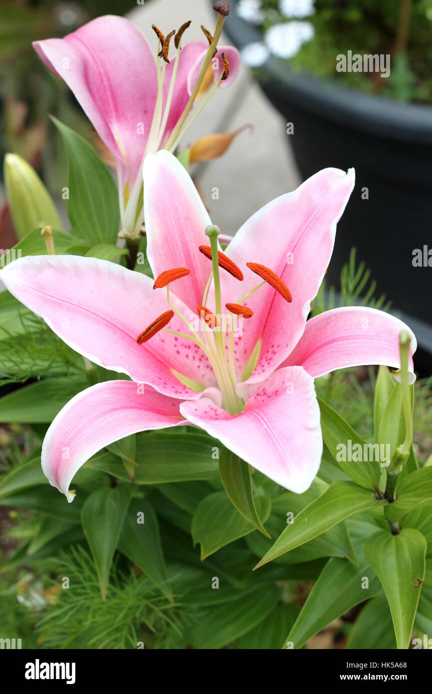 La hybrids hires stock photography and images Alamy