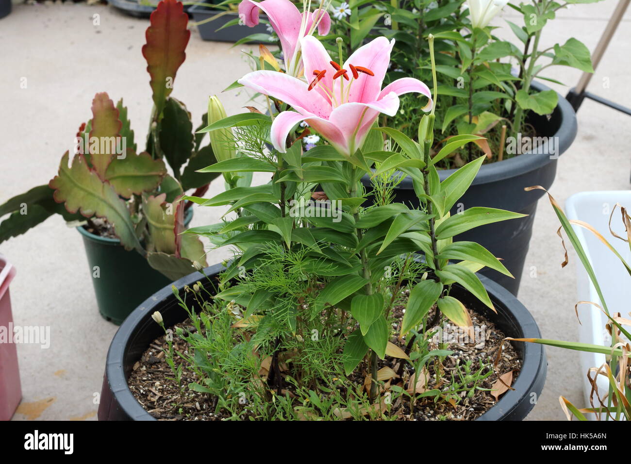Potted Lilium High Resolution Stock Photography and Images Alamy