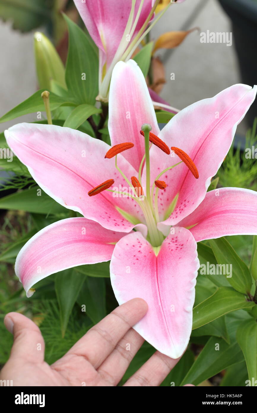Lilium blooming hires stock photography and images Alamy