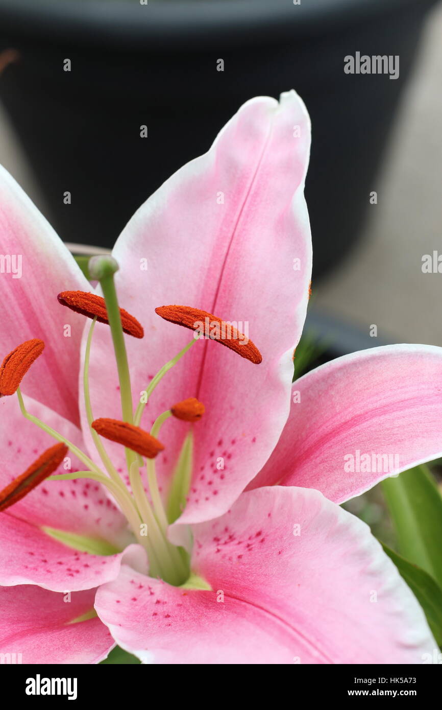 Close up of Blooming pink  Lilium or Lilies Stock Photo