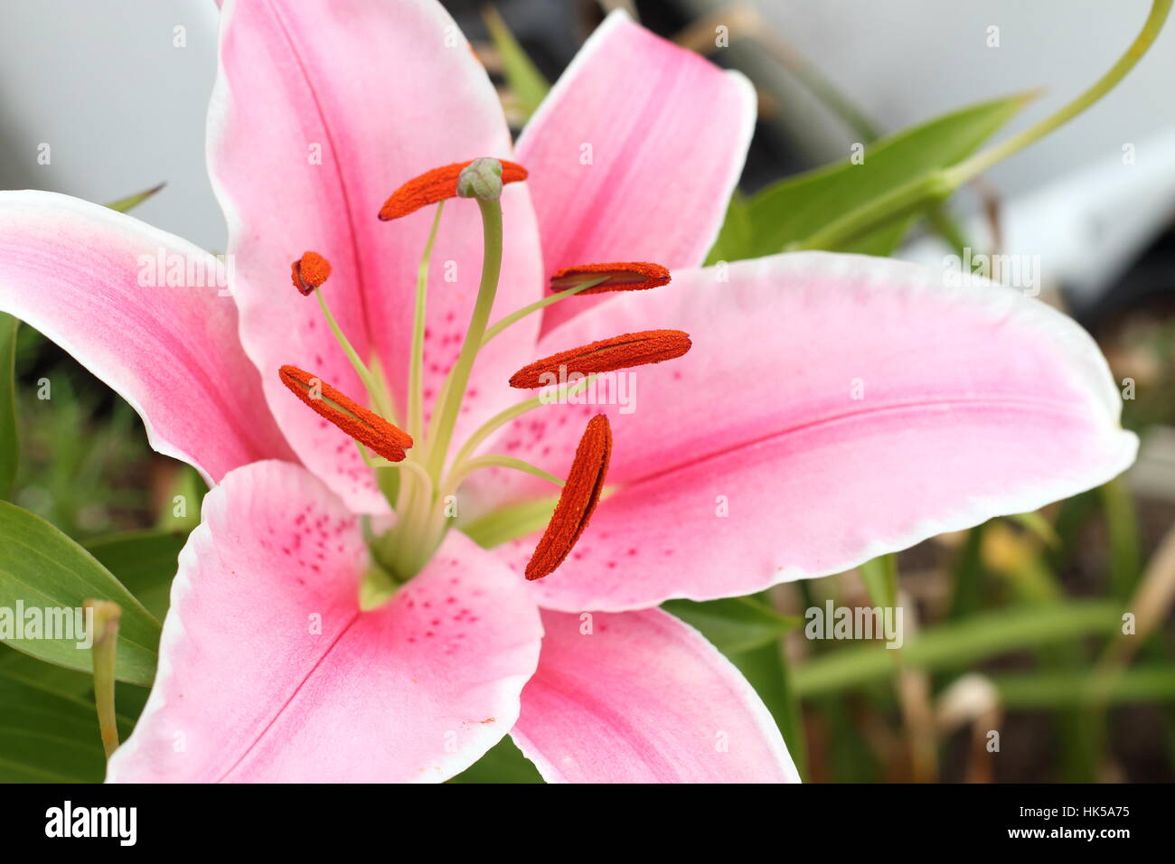 Close up of Blooming Lilium or Lilies Stock Photo
