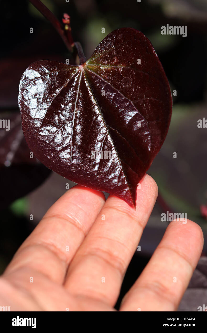 Cercis canadensis  or also known as Forest Pansy leaves Stock Photo