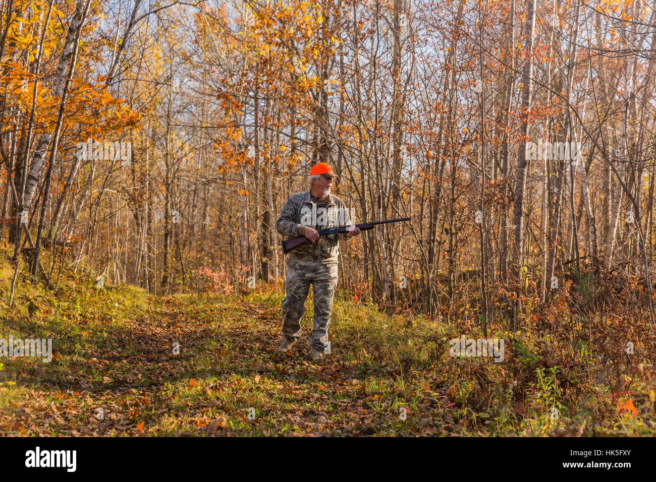 Ruffed grouse hunting in autumn Stock Photo Alamy