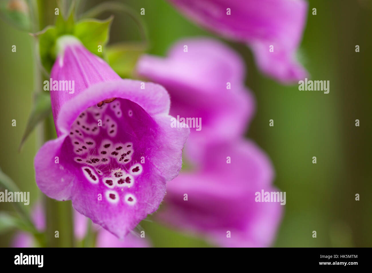 Flower Flowers Plant Purple Thimble Plants Calyx Toxic Poisonous Pink Stock Photo Alamy