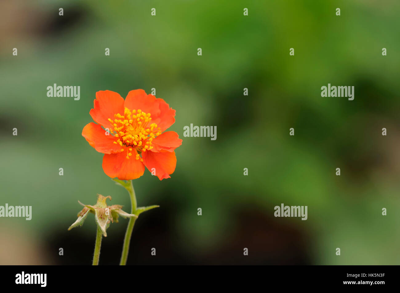plant, orange, garden, plant, flower, green, bloom, blossom, flourish, Stock Photo