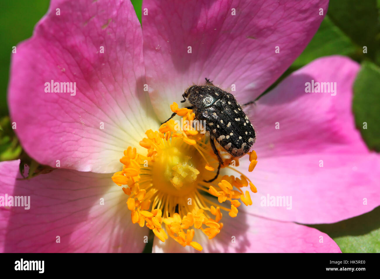 speckled, pink, beetle, speckled, pink, trauer rosenkfer, oxythyrea funesta, Stock Photo