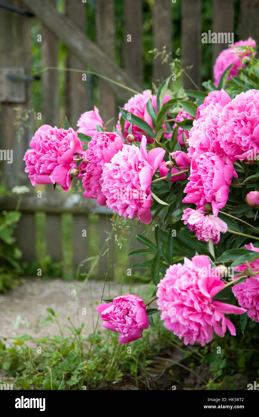 peony, blossoms, garden fence, bleed, flourishingly, pink, peony, blossoms, Stock Photo