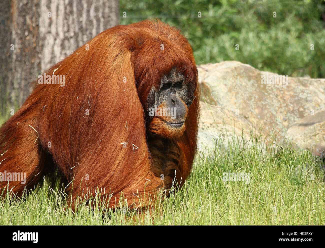 mammal, monkey, coloured, anthropoid, apes, lawn, green, animal, mammal
