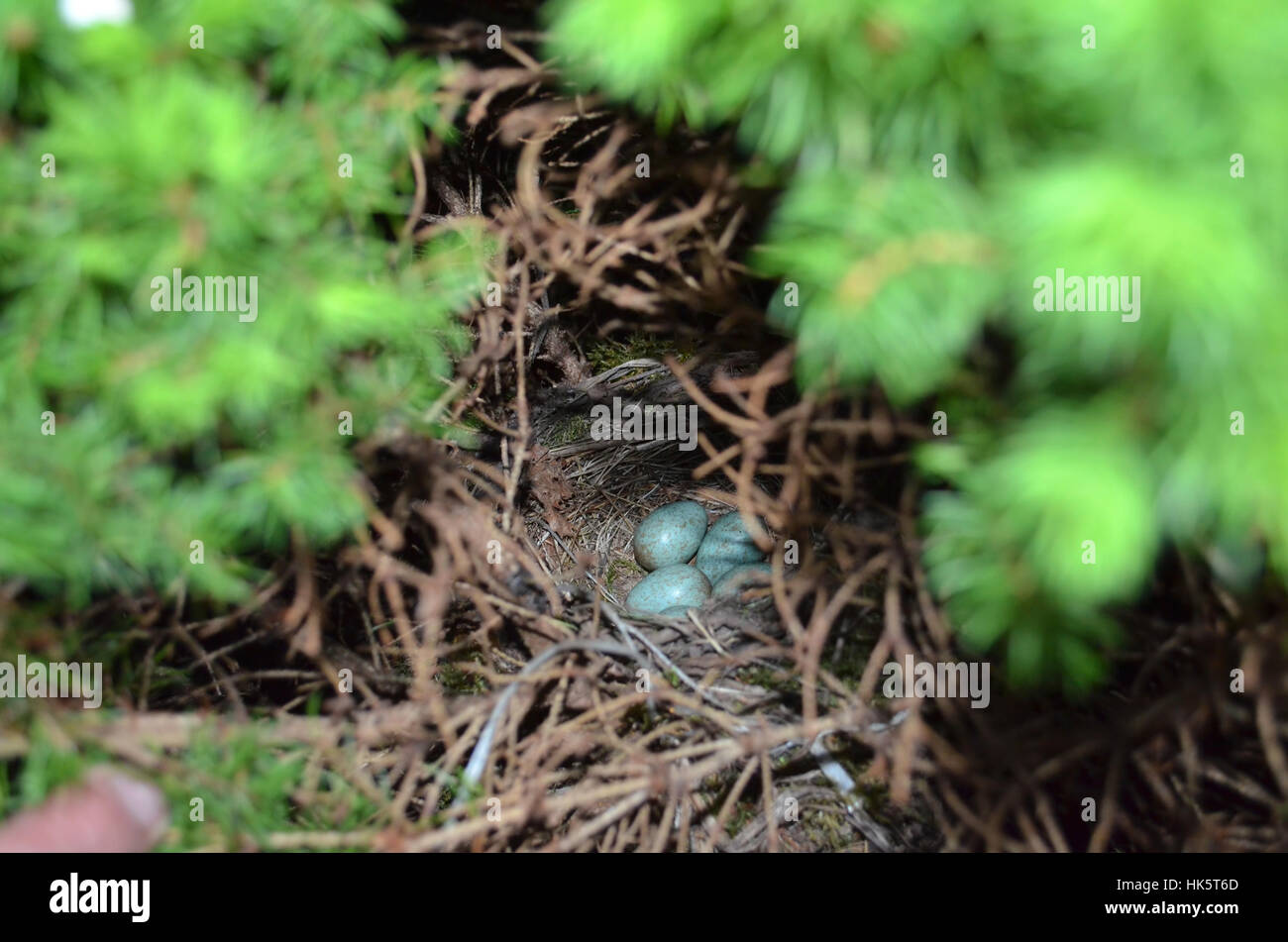 bird, birds, nest, blackbird, eggs, hatch, abandon, go away, depart, disappear Stock Photo Alamy