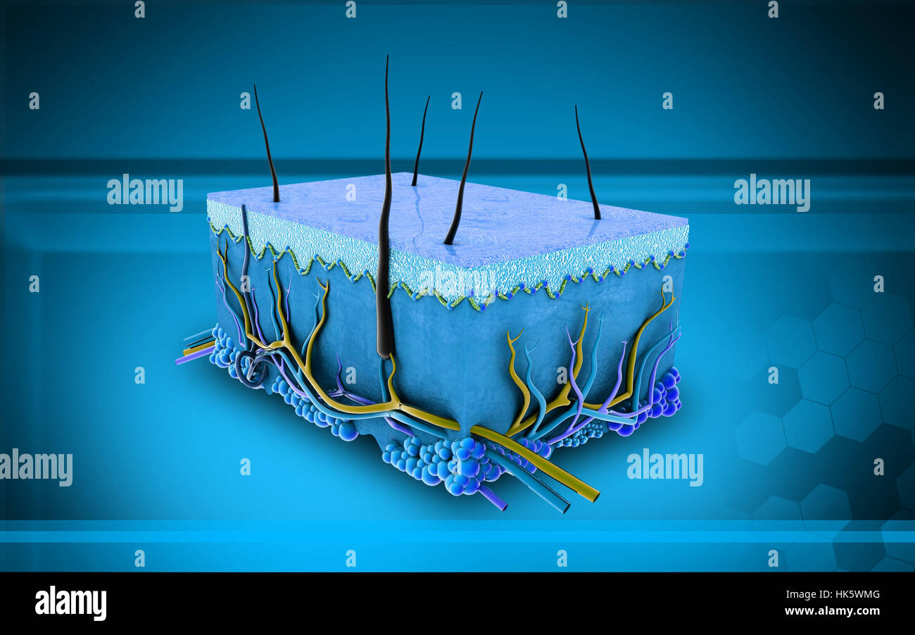 Skin Science Visual education, medicinally, medical, graphics, colour, science, skin, human ...