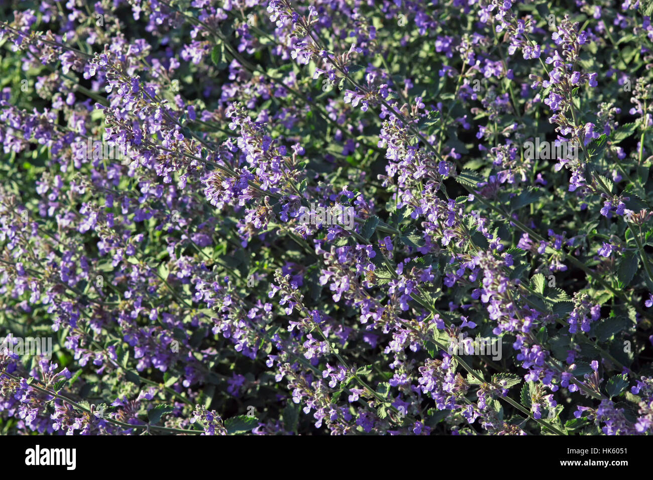 blue, mint, shrub, blue, landscape format, mint, shrub, blossomy Stock