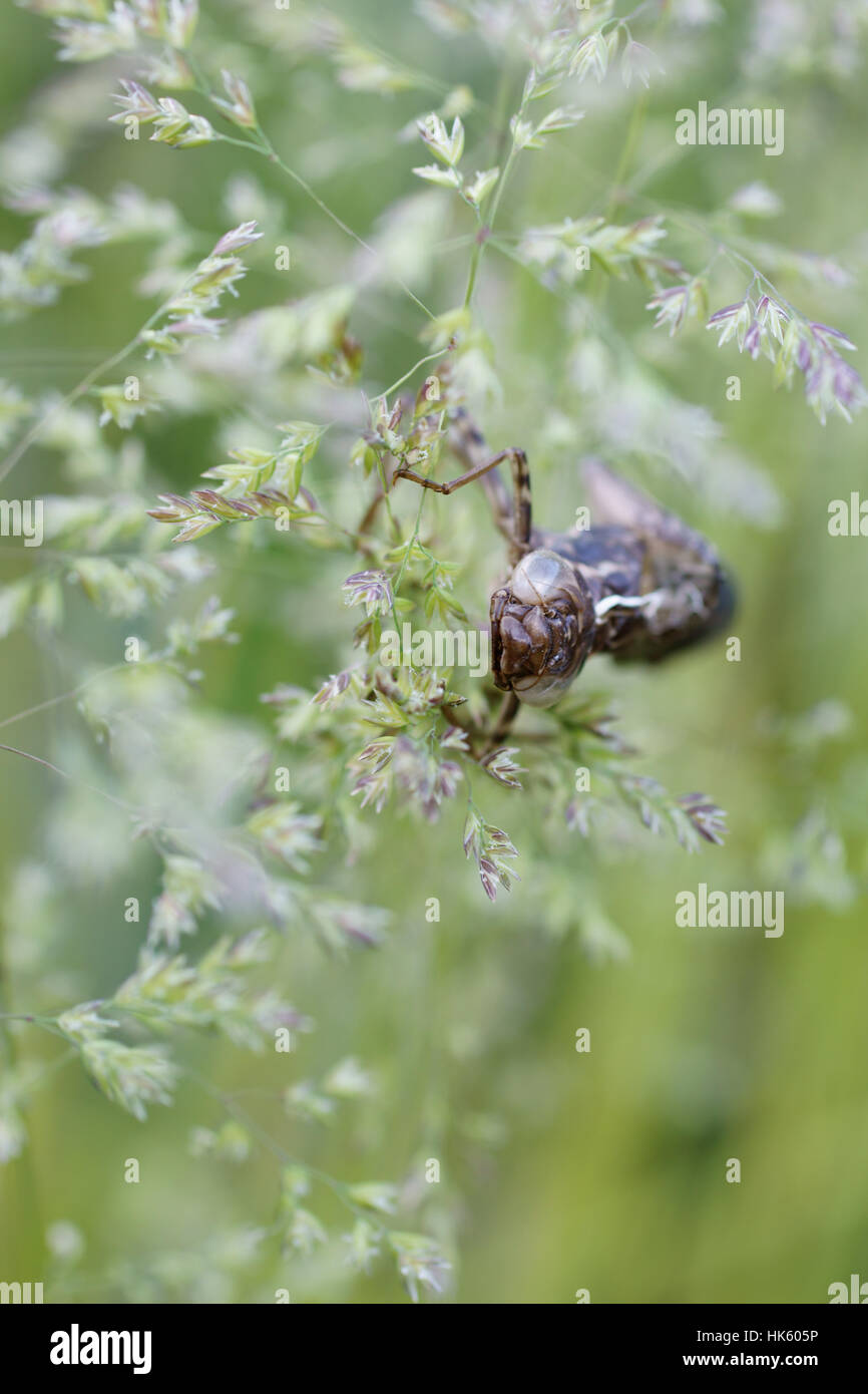 macro, close-up, macro admission, close up view, closeup, insect, animals, Stock Photo