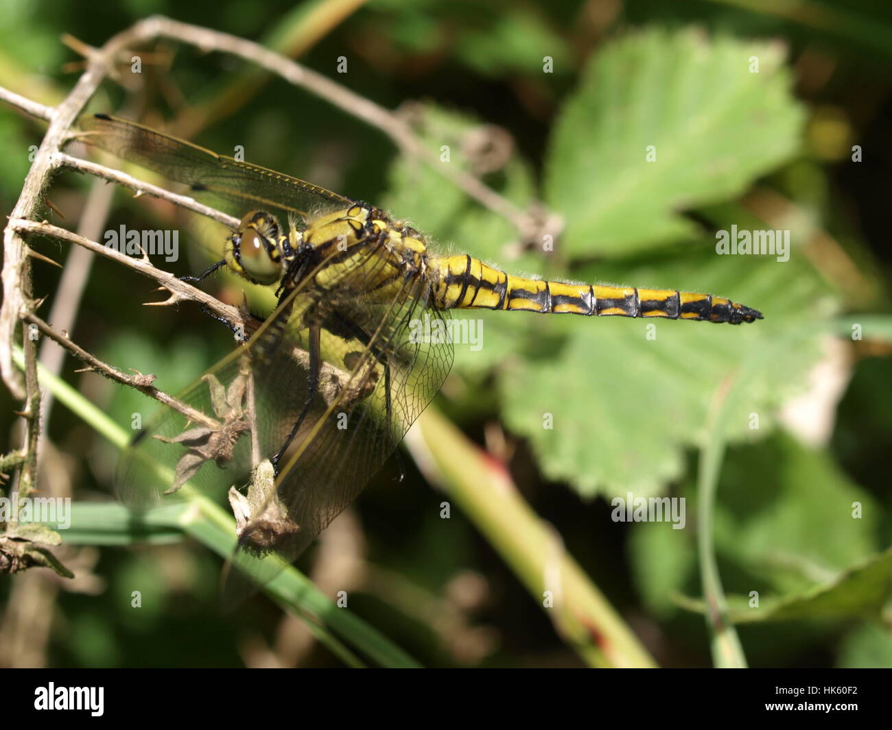 brachytron pratense odonata Stock Photo - Alamy