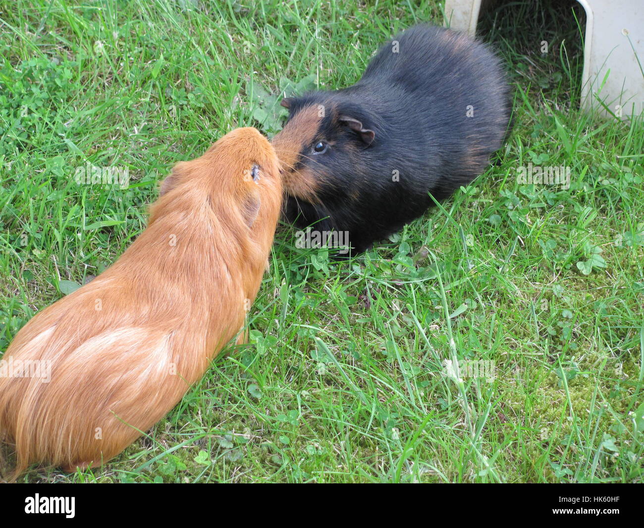 animals, rodent, gnawers, guinea-pig, guinea pig, animals, rodent, gnawers, Stock Photo