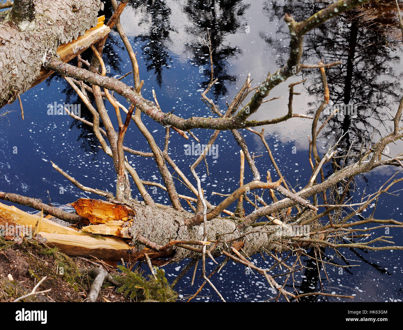 fallen tree,lake in resin. Stock Photo