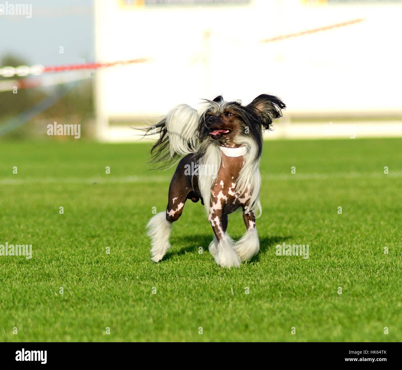 A small black and white hairless Chinese Crested dog standing on the lawn looking very elegant