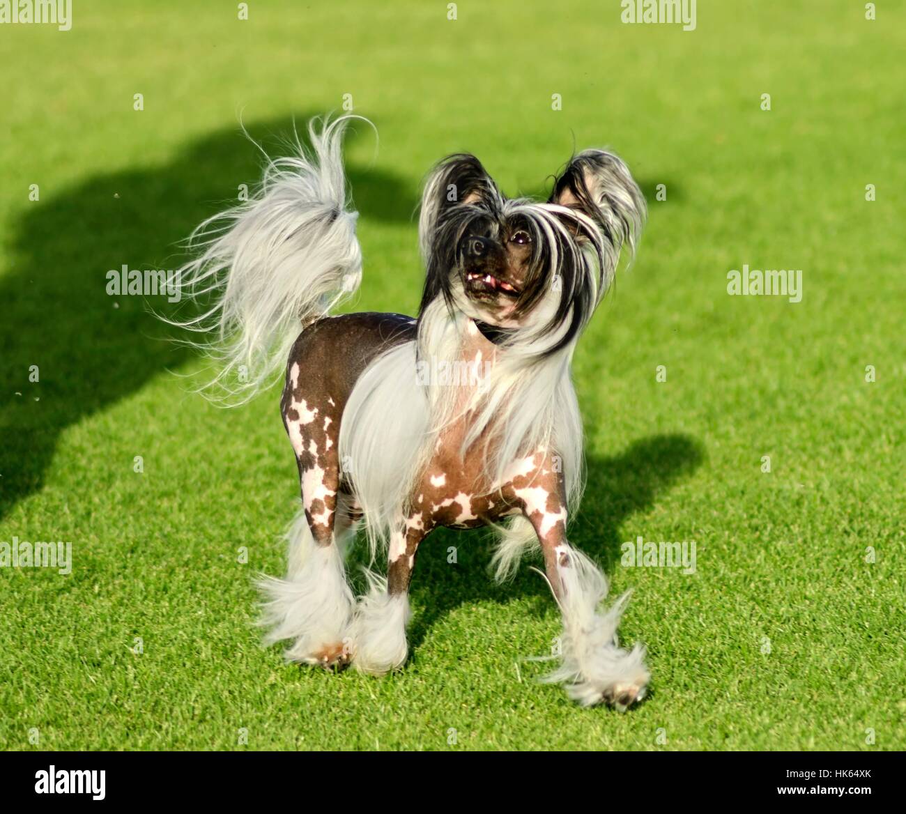 Young white chinese crested dog hi res stock photography and
