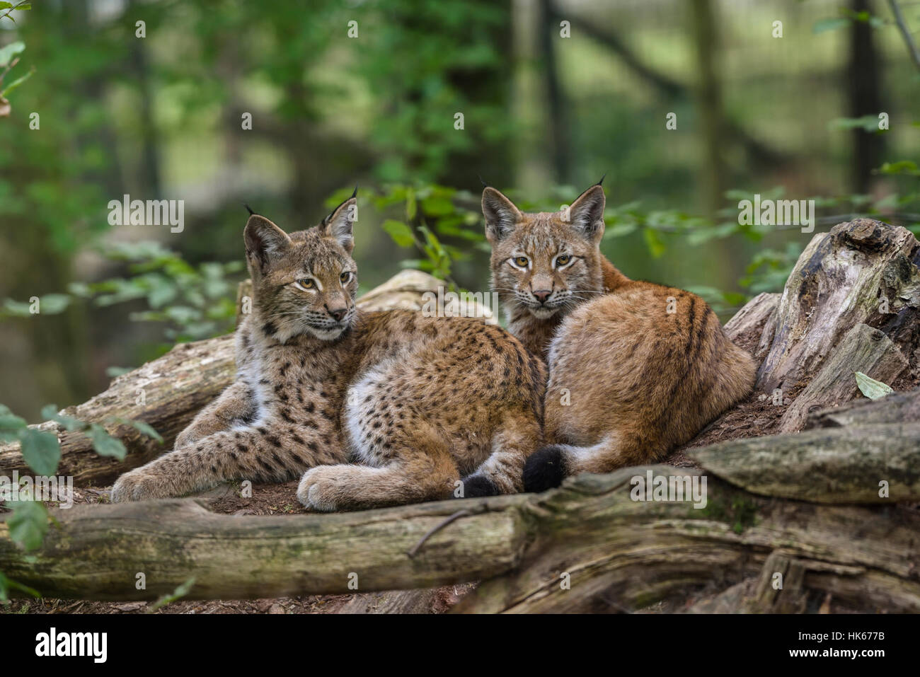 Eurasian lynxes (Lynx lynx) lying together between tree trunks, captive