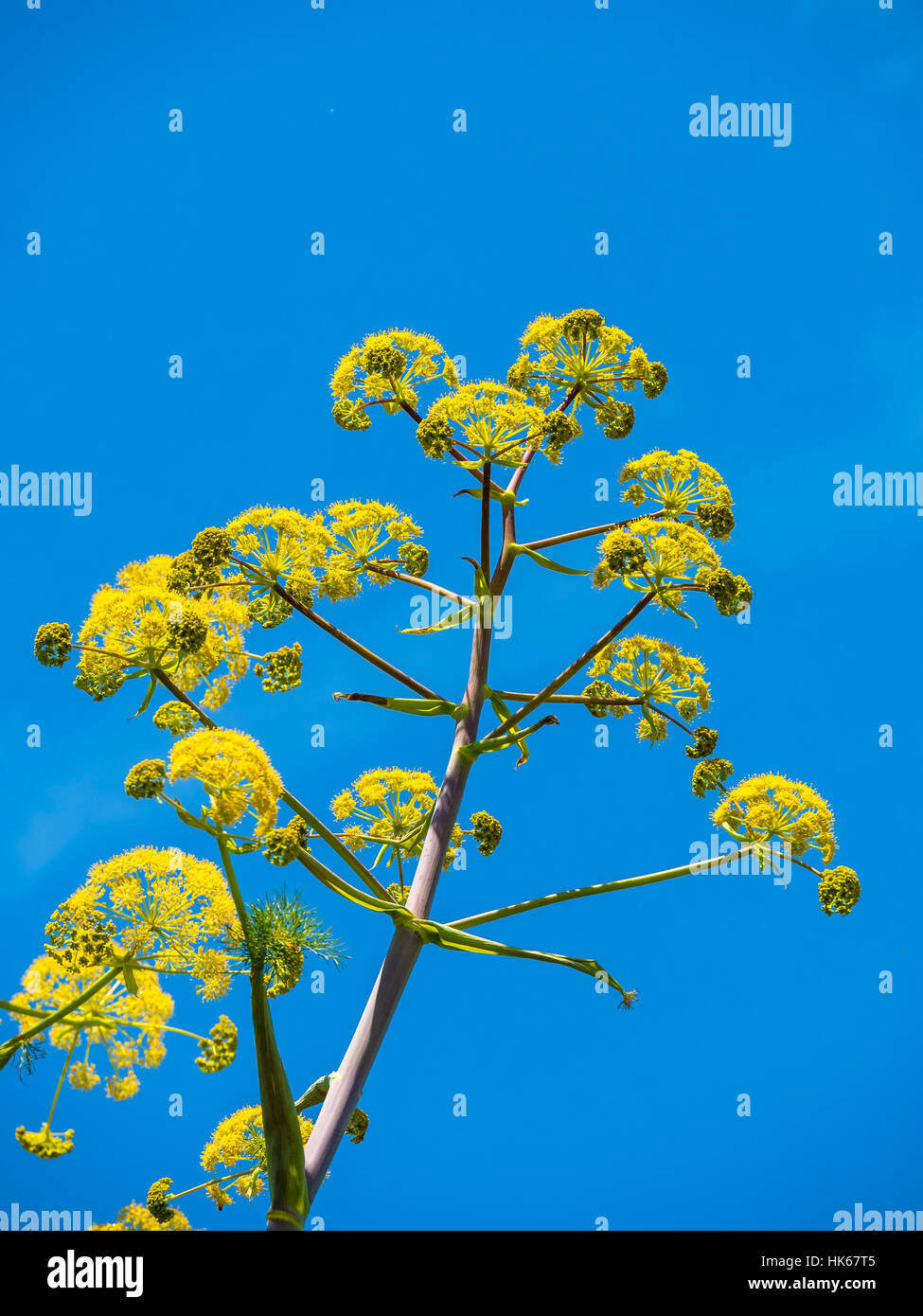 Yellow blossoms, giant fennel (Ferula communis), Castelmonia, Sicily, Italy Stock Photo