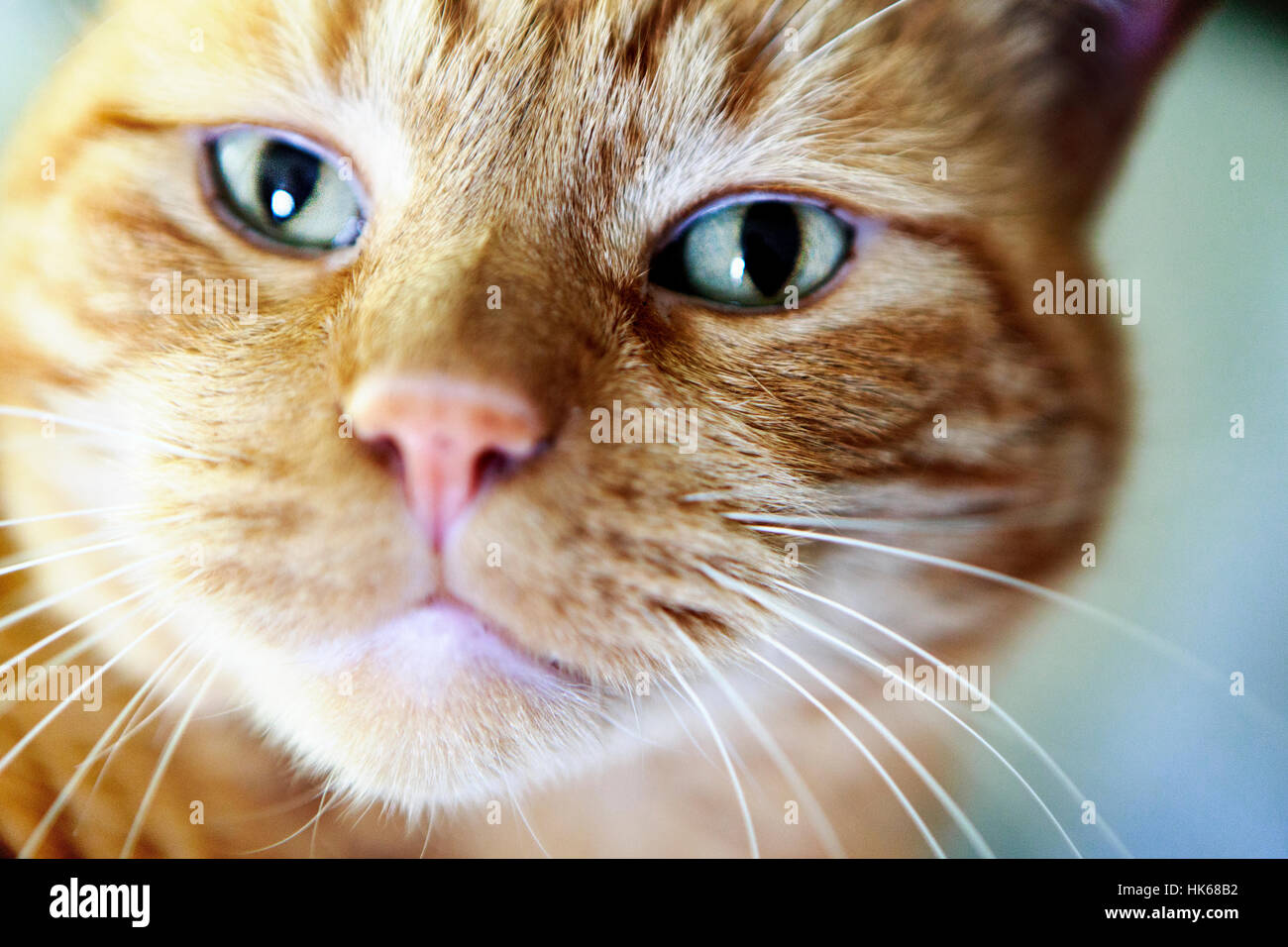 Close up of Cat Stock Photo