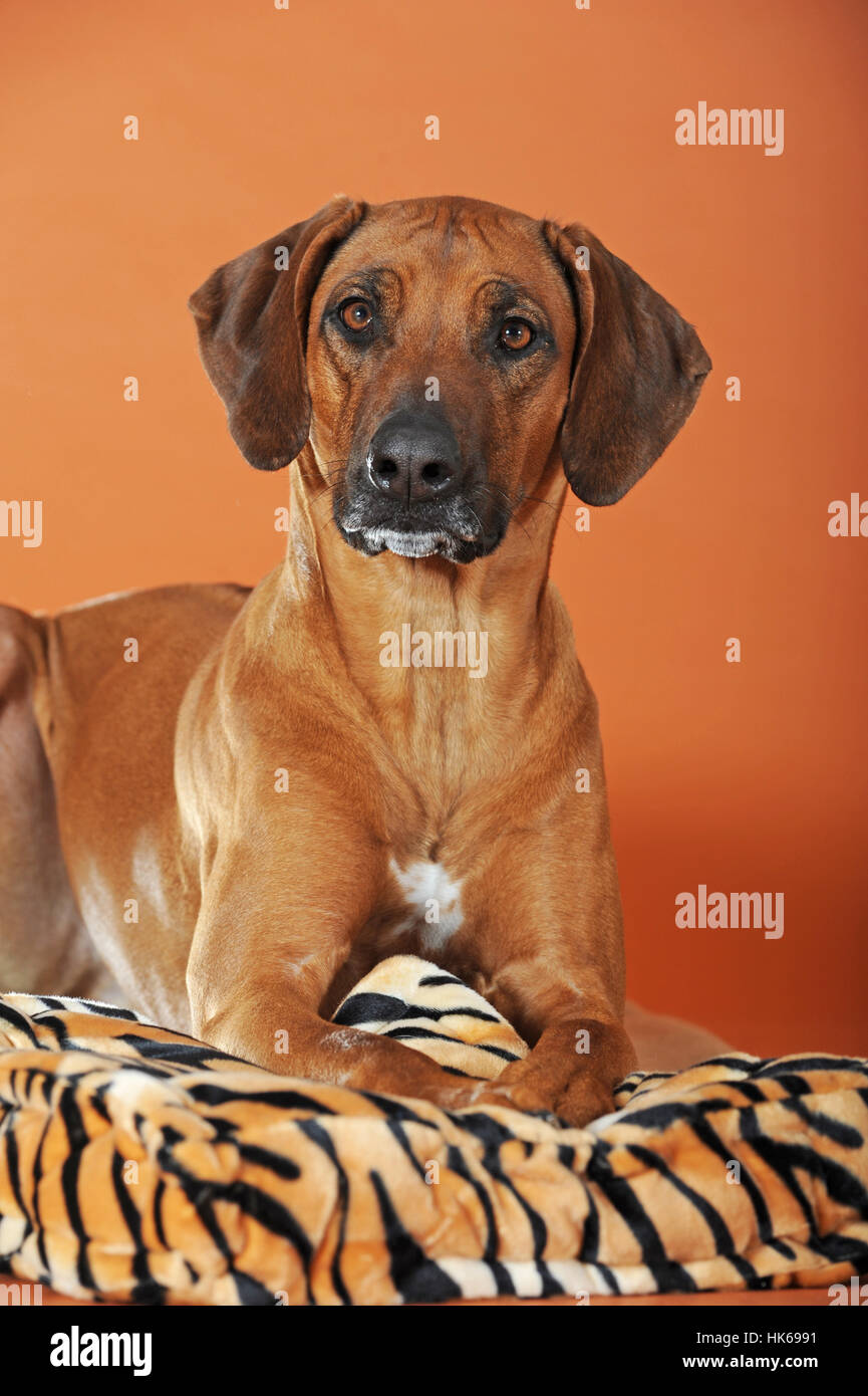 Female Rhodesian Dog Rhodesian Ridgeback lying on cushion, female dog Stock Photo - Alamy