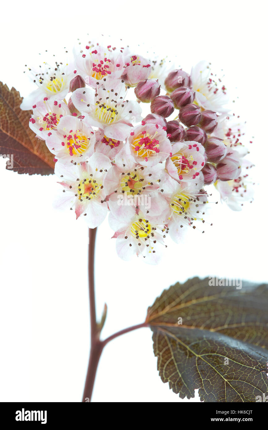 flowering shrub devil (physocarpus opulifolius) Stock Photo