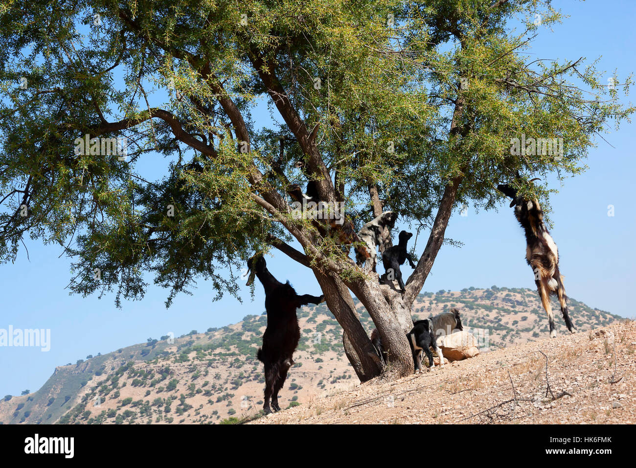 tree, animal, goat, mammals, health, africa, morocco, rural, lawn, green, Stock Photo