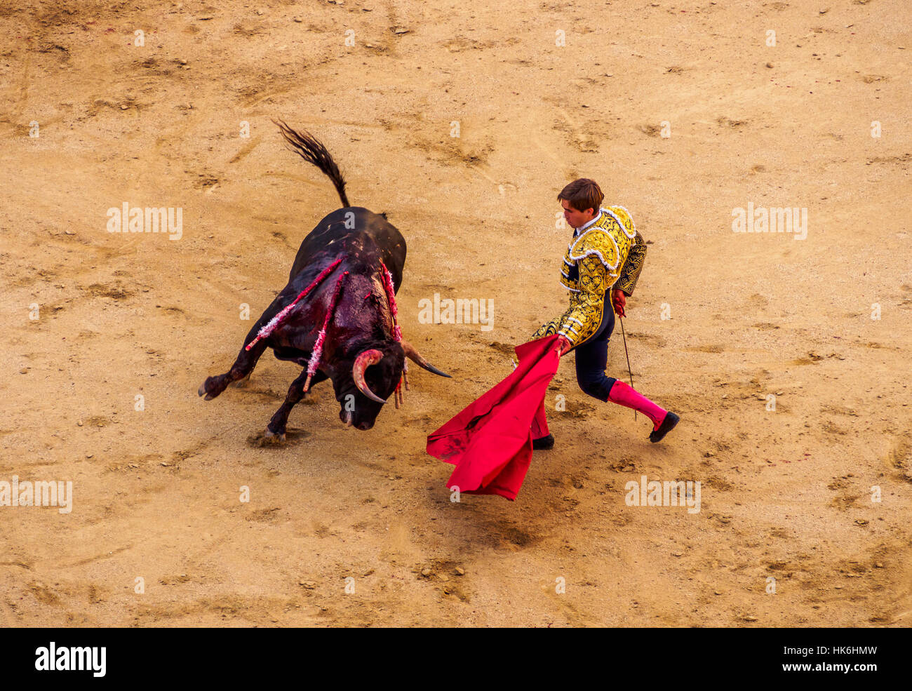 Bullfighter teases hurt bull with red cape in bullfighting arena, muleta, novice bullfight, Novillada Picada, torero, matador, Stock Photo