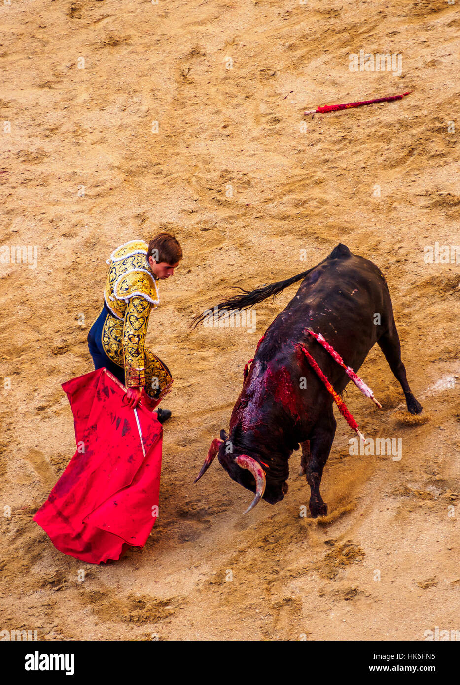 Bullfighter Teases Young Bull With Red Cape Bull With Two Spears In Back Muleta Bullfighting Arena Torero Matador Novice Stock Photo Alamy