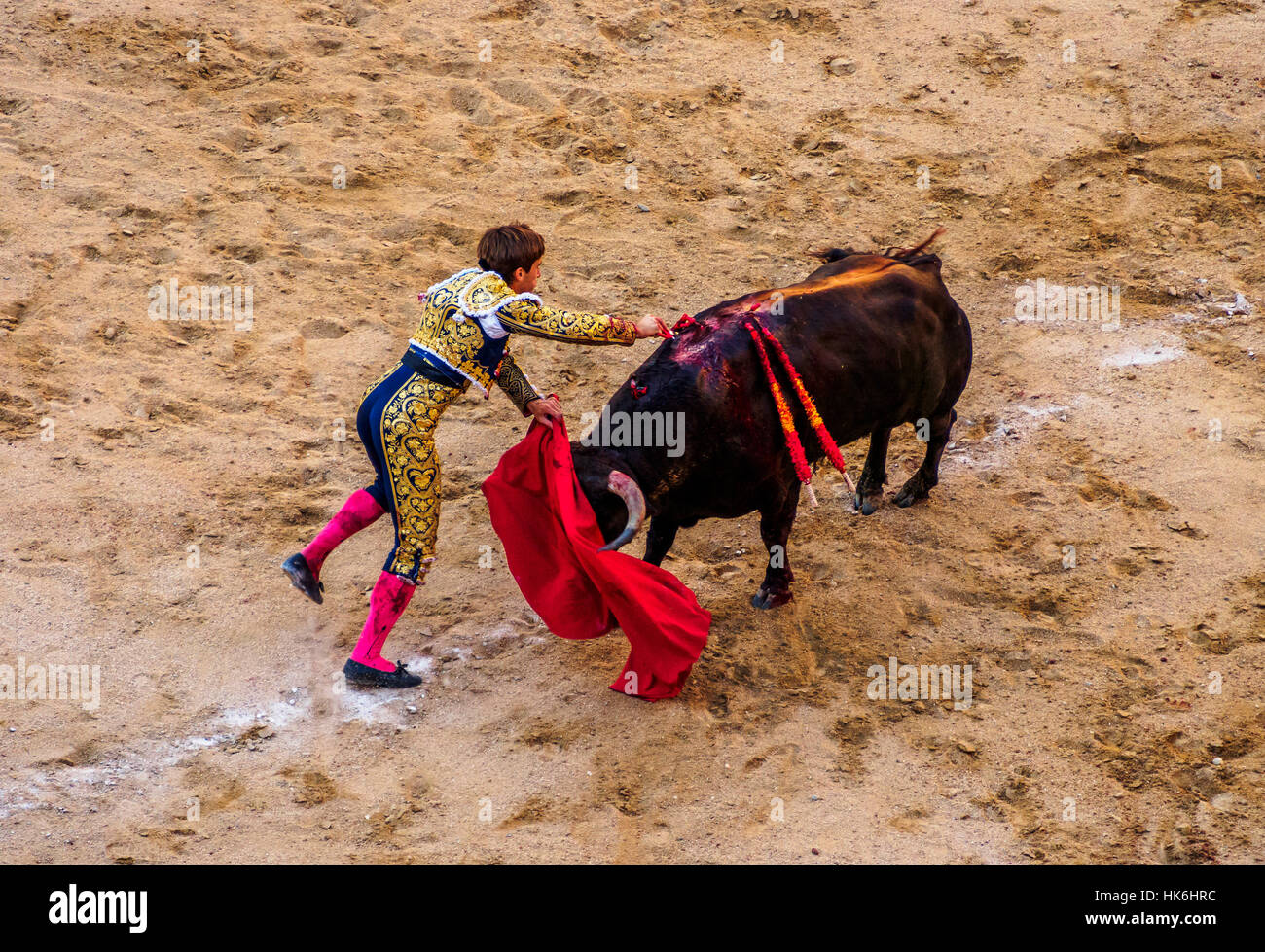 Bullfighter Stabs Young Bull With Spear Red Cape Muleta Bull With Three Spears In Back Bullfighting Arena Torero Matador Stock Photo Alamy
