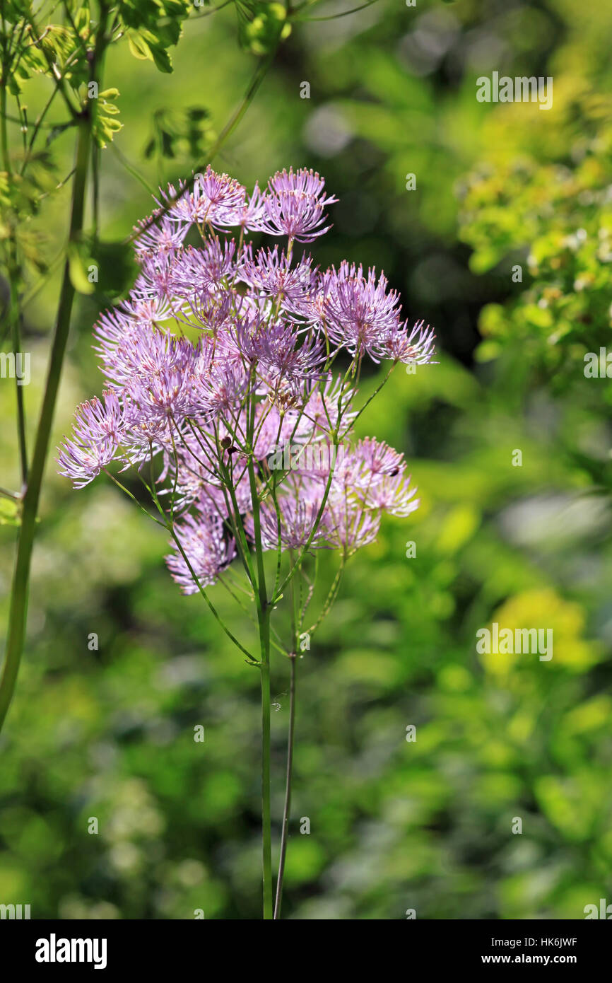 alps, violet, decorative, shrub, bizarre, bunch, stamens, tufted, Stock Photo