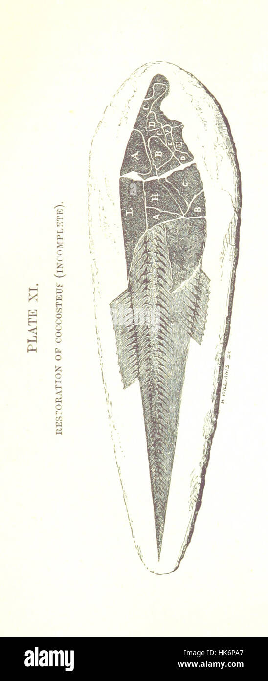 Image taken from page 305 of 'The Old Red Sandstone ... Fourteenth edition' Image taken from page 305 of 'The Old R Stock Photo