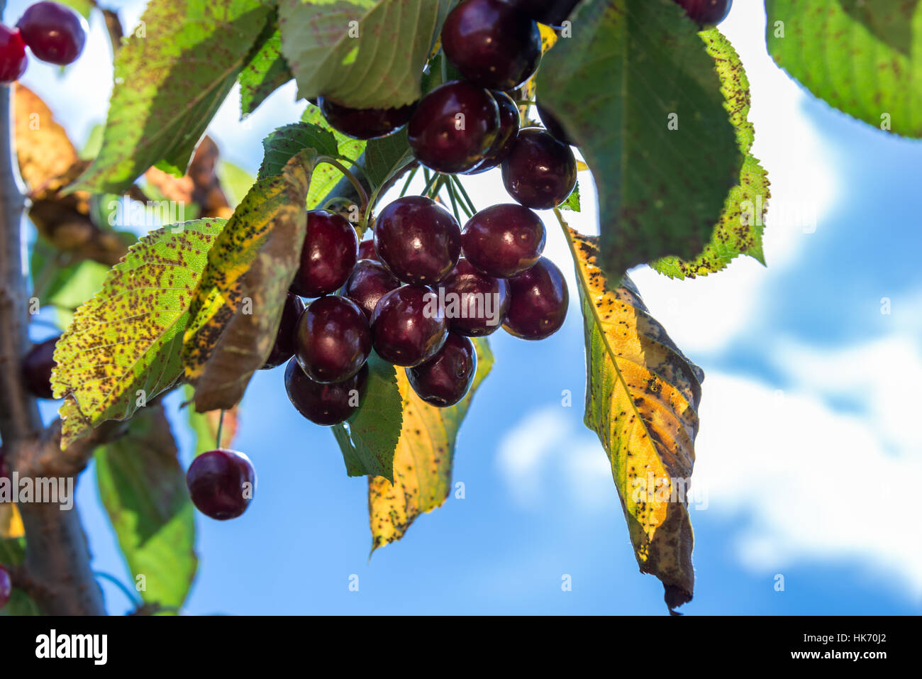 Picking cherries at Odem, Israel Stock Photo Alamy