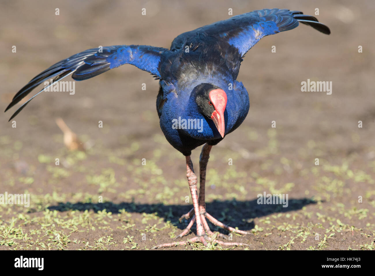 Purple Swamphen (Porphyrio porphyrio melanotus) aggressively charging with wings out-stretched Stock Photo