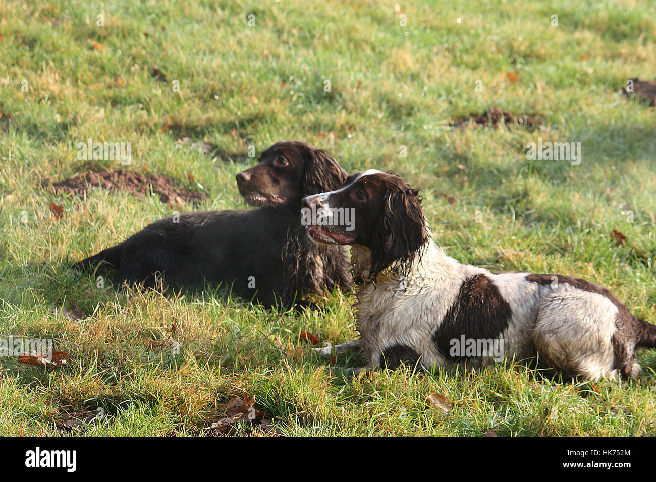 Pretty working type spaniel gundogs lying on grass together Stock Photo