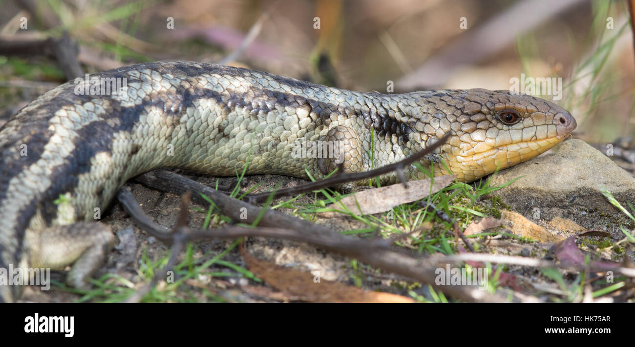 Southern Blue-tongue (Tiliqua nigrolutea) Stock Photo