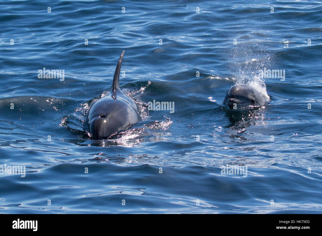 pair of oceanic form of Common Bottlenose Dolphin (Tursiops truncatus) Stock Photo